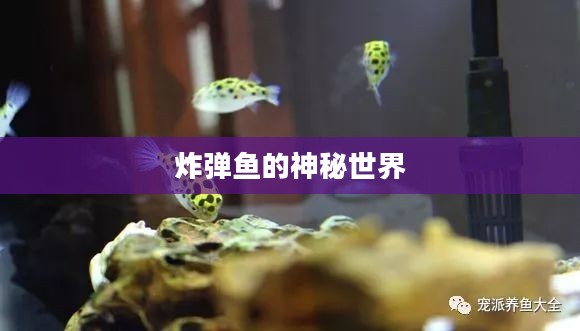 炸弹鱼的神秘世界 炸弹鱼的神秘世界