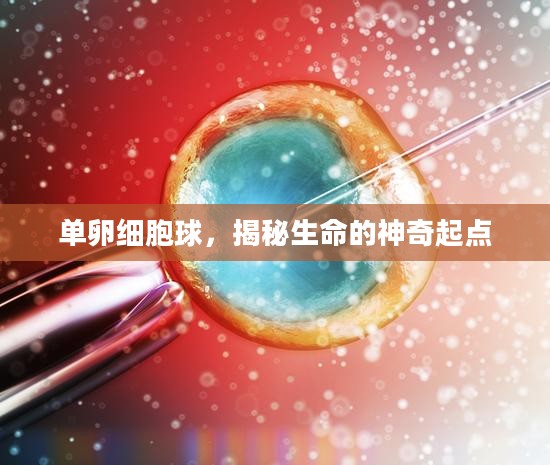 单卵细胞球，揭秘生命的神奇起点