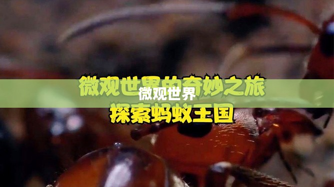 迷你帝国,微观世界的独特魅力 迷你帝国,微观世界的独特魅力