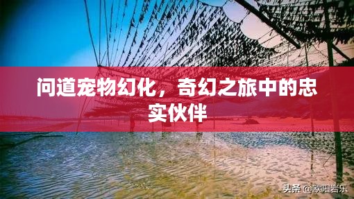 问道宠物幻化,奇幻之旅中的忠实伙伴 问道宠物幻化,奇幻之旅中的忠实伙伴