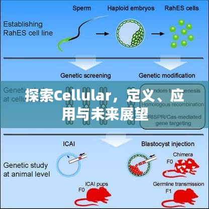 探索Cellular,定义、应用与未来展望 探索Cellular,定义、应用与未来展望
