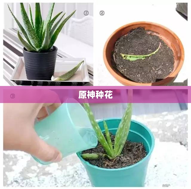 原神怎么种花，园艺新手的花卉种植指南