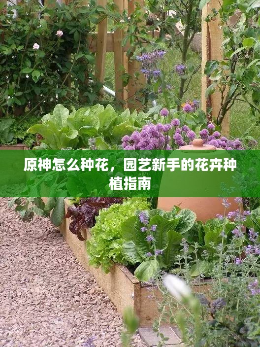 原神怎么种花,园艺新手的花卉种植指南 原神怎么种花,园艺新手的花卉种植指南