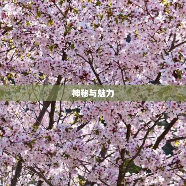 昆莱山的神秘与魅力