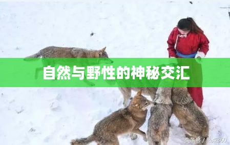狼嚎谷，自然与野性的神秘交汇之地