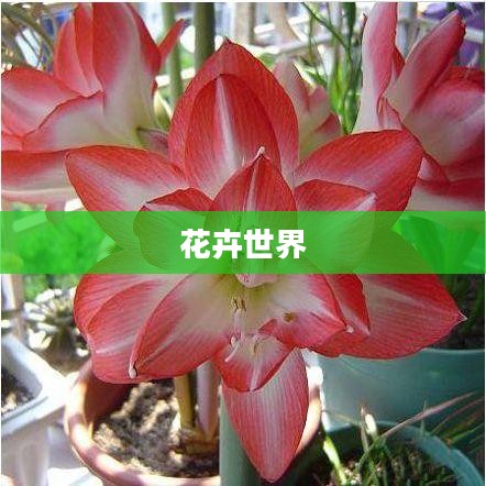 鲜花连连看，探索花卉世界的奥秘与魅力