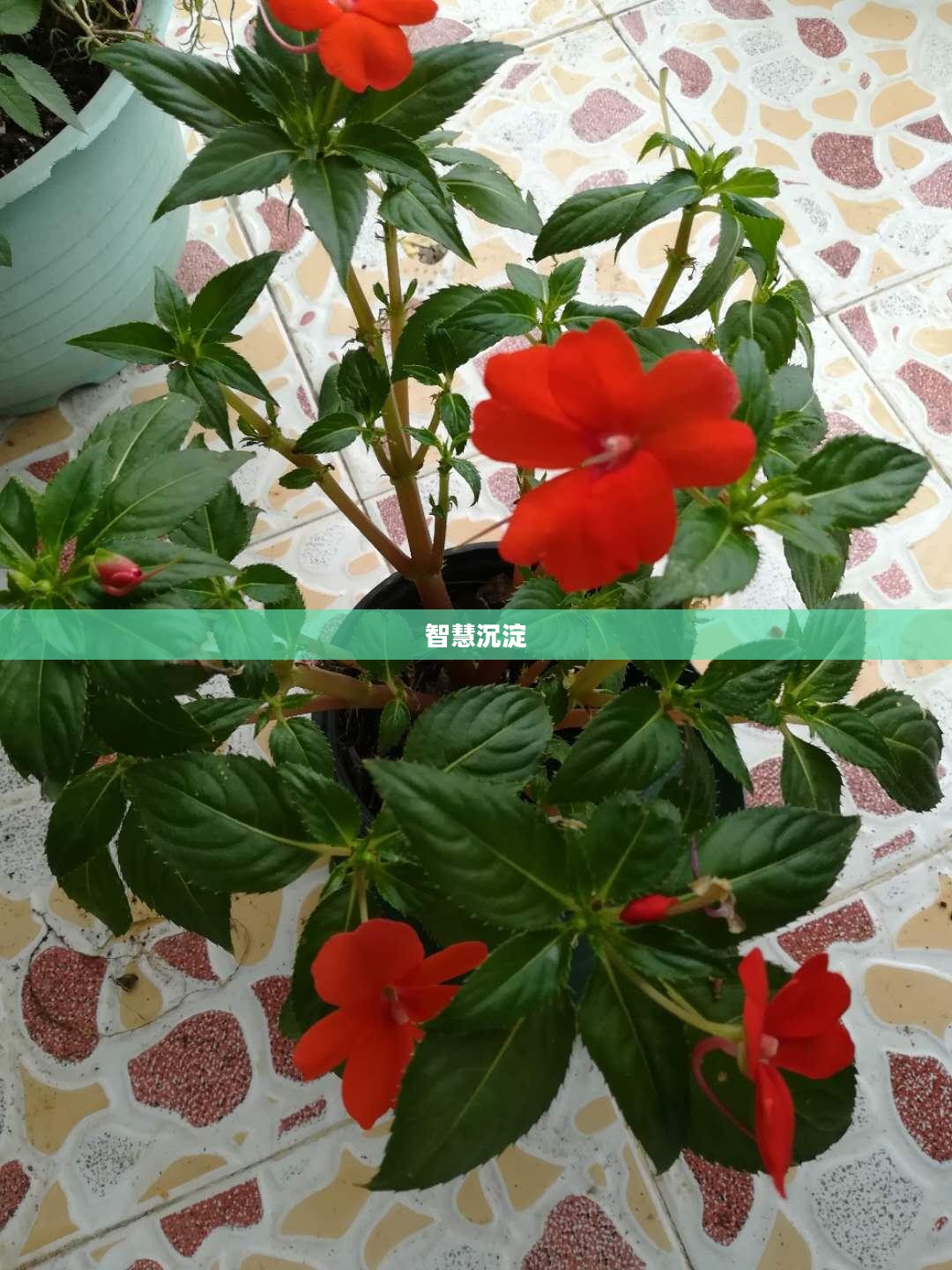 此间的老叶，岁月沉淀下的故事与智慧