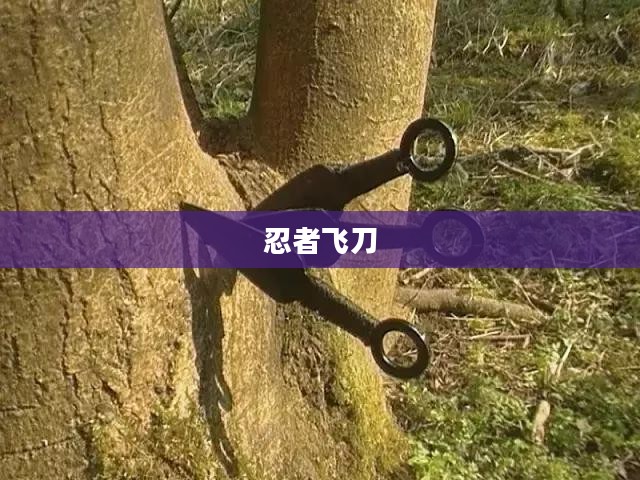 忍者飞刀,古老技艺与现代魅力的融合 忍者飞刀,古老技艺与现代魅力的融合
