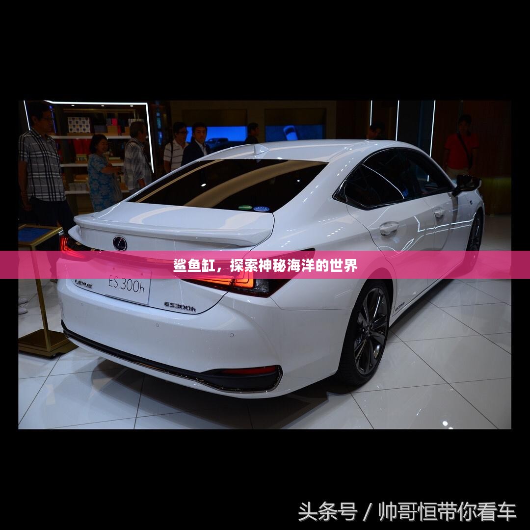 鲨鱼缸，探索神秘海洋的世界