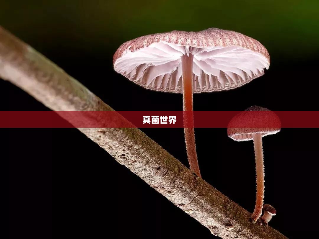 探索真菌世界的奇妙玩法