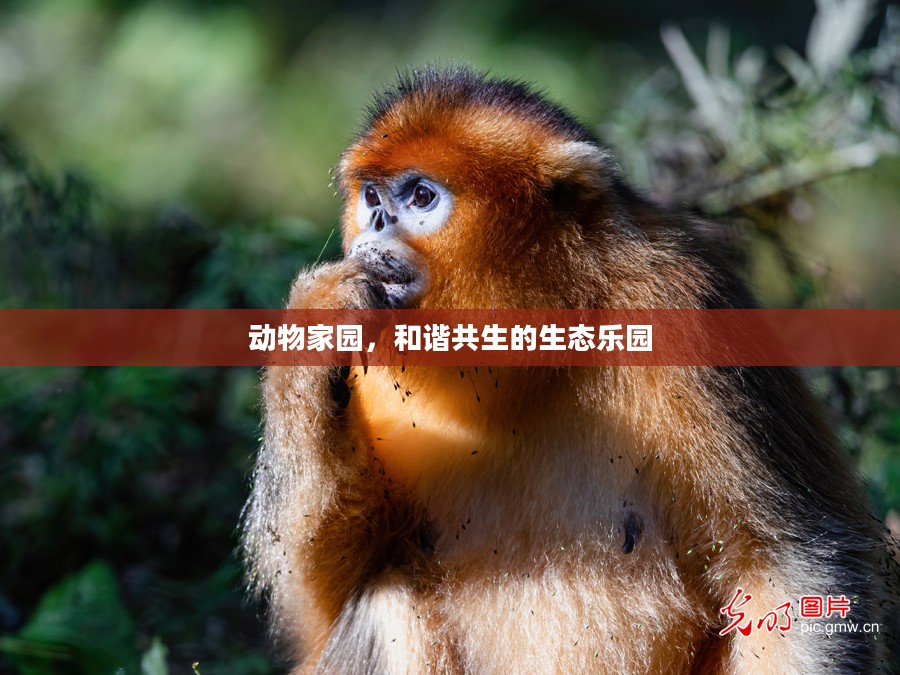 动物家园,和谐共生的生态乐园 动物家园,和谐共生的生态乐园