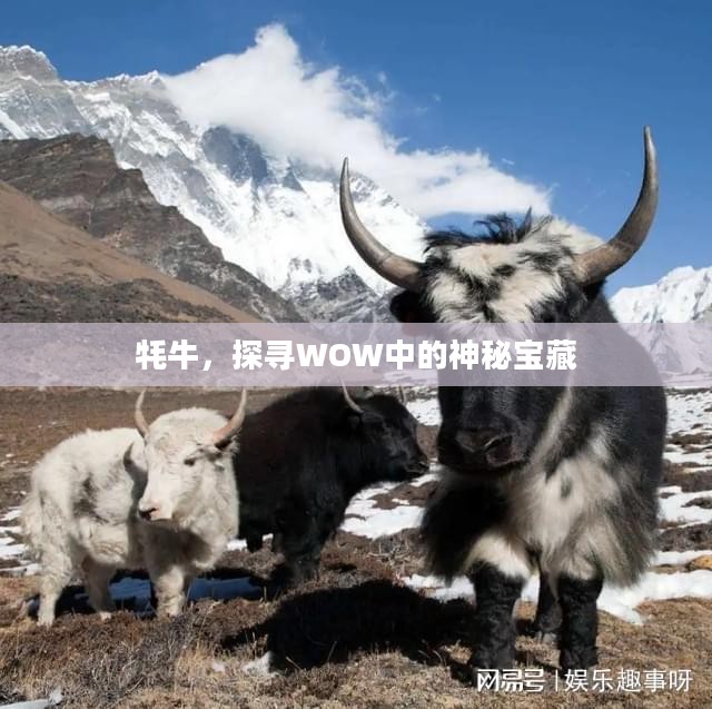牦牛，探寻WOW中的神秘宝藏