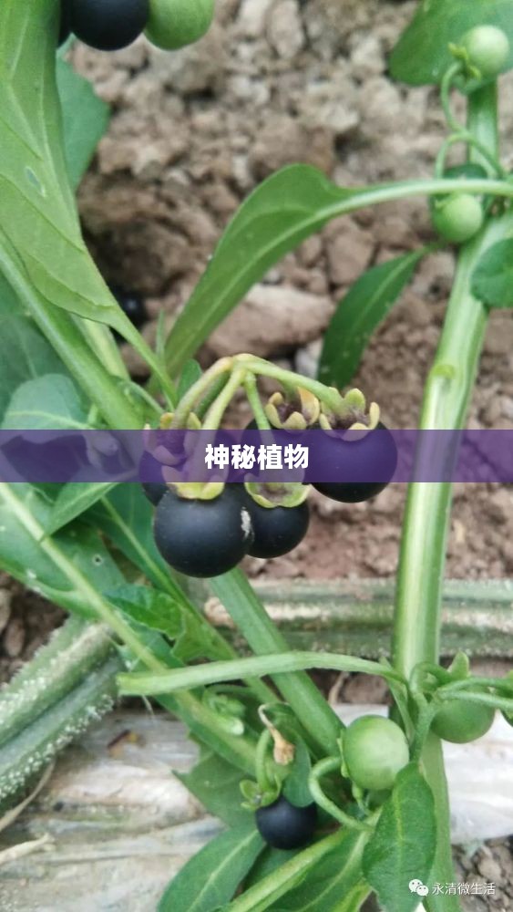 雷豆，一种神秘而富有魅力的植物