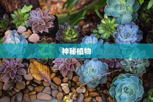 雷豆,一种神秘而富有魅力的植物 雷豆,一种神秘而富有魅力的植物