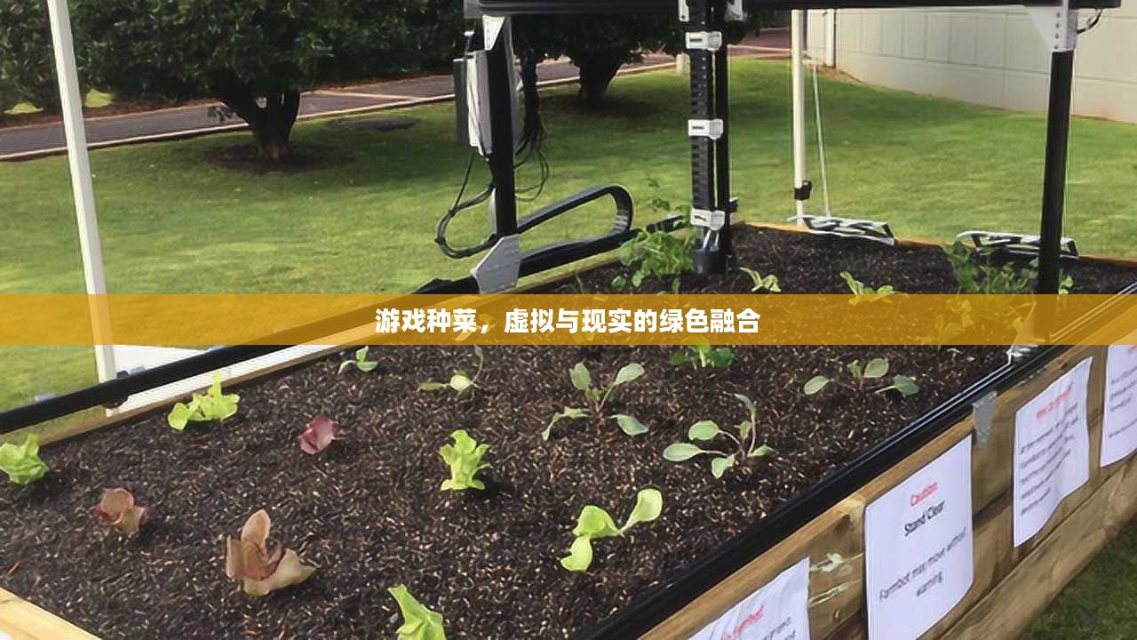 游戏种菜,虚拟与现实的绿色融合 游戏种菜,虚拟与现实的绿色融合