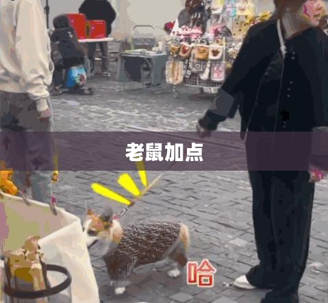 老鼠加点,一场意想不到的进化之旅 老鼠加点,一场意想不到的进化之旅