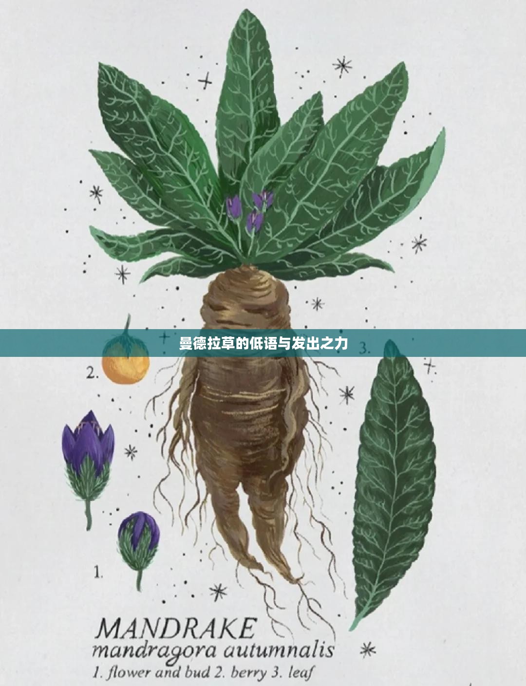 曼德拉草的低语与发出之力