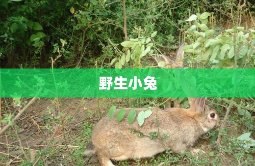 野生小兔，自然中的精灵与生存的挑战