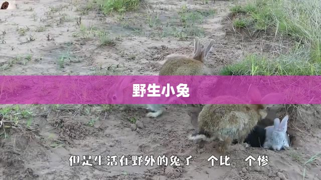 野生小兔,自然中的精灵与生存的挑战 野生小兔,自然中的精灵与生存的挑战