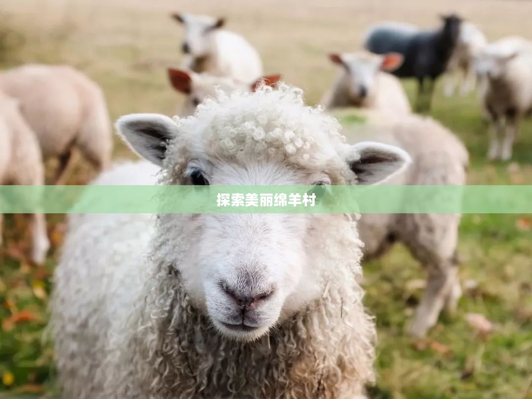 欢迎来到绵羊村攻略，探索美丽绵羊村的每一个角落