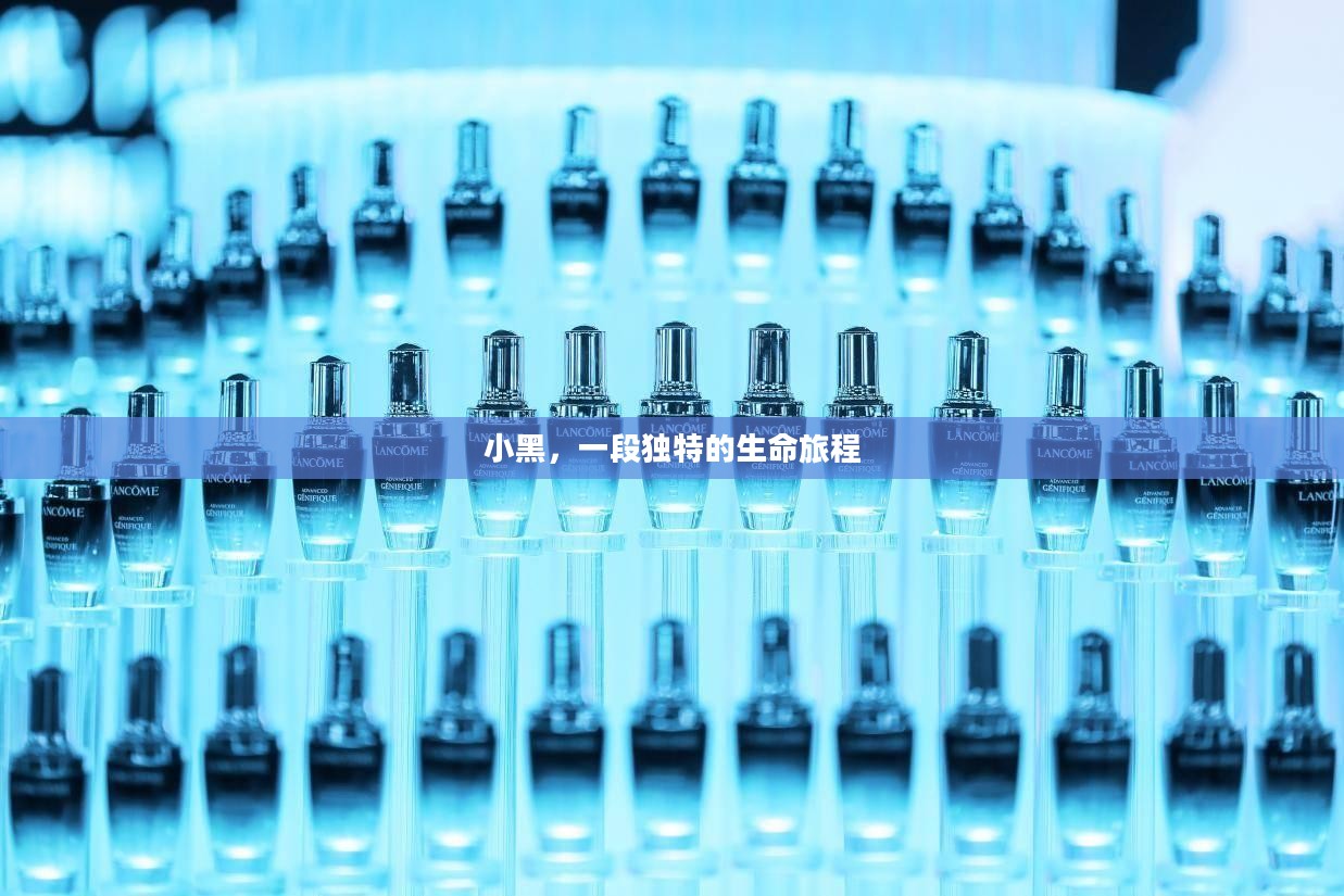 小黑,一段独特的生命旅程 小黑,一段独特的生命旅程