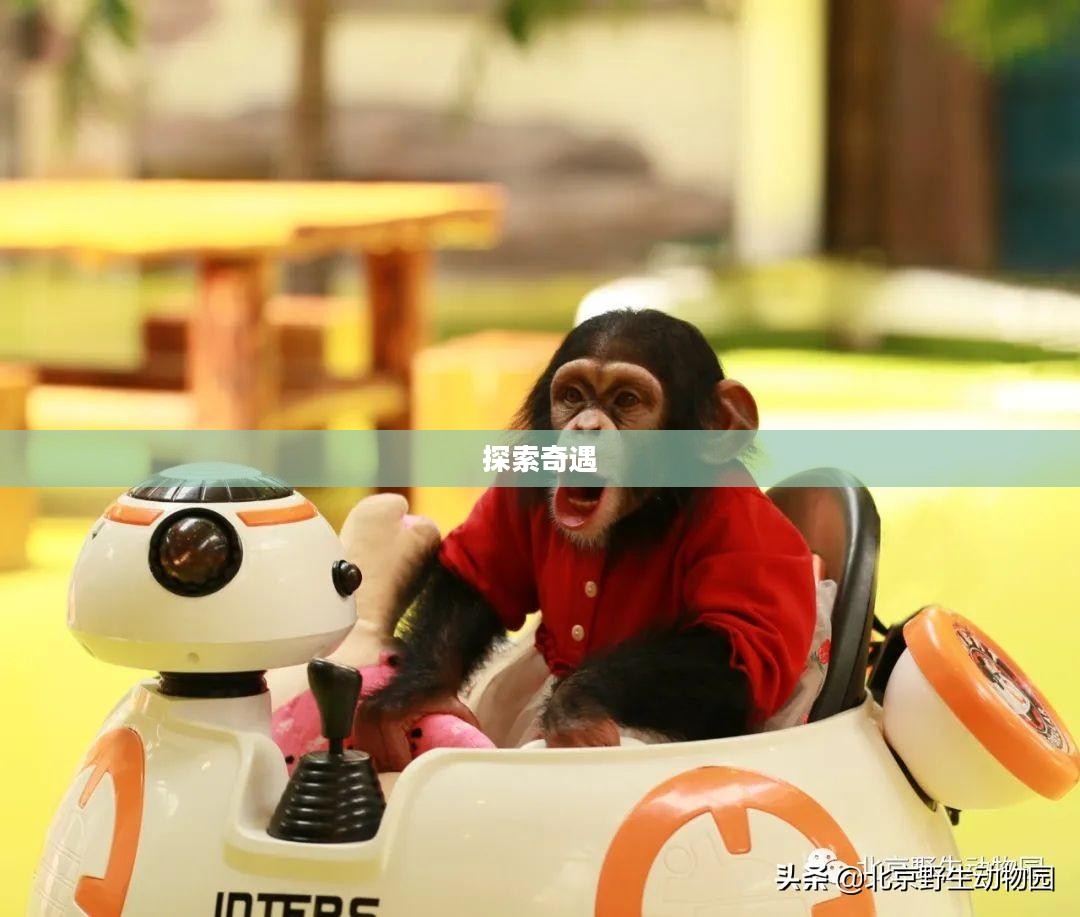 旅行世界，探索无尽的奇遇与美丽