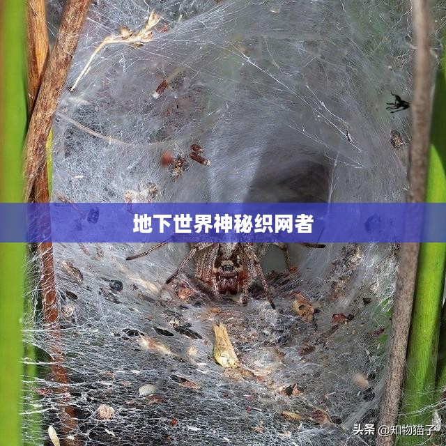 土蜘蛛，地下世界的神秘织网者