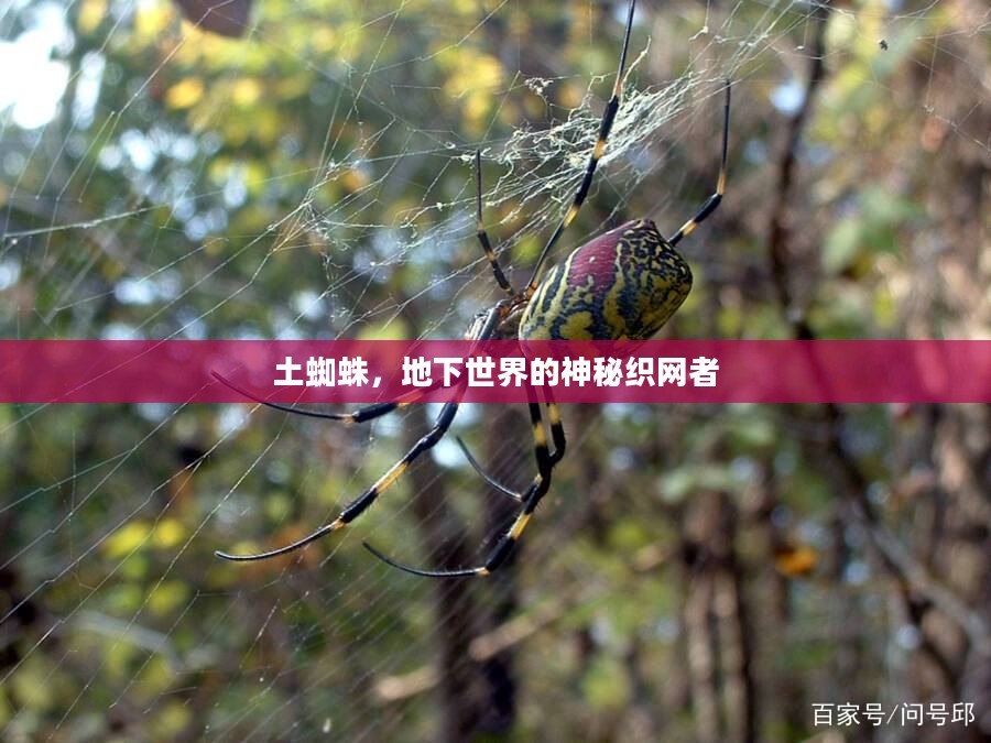 土蜘蛛,地下世界的神秘织网者 土蜘蛛,地下世界的神秘织网者