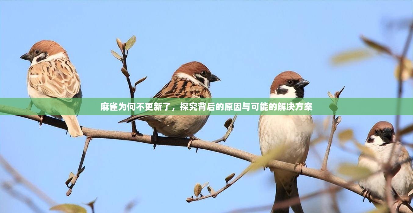 麻雀为何不更新了，探究背后的原因与可能的解决方案