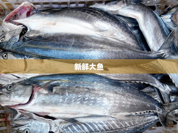 新鲜大鱼，海洋的馈赠与我们的餐桌盛宴