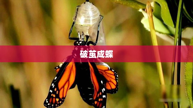 超级女孩，破茧成蝶的璀璨之旅