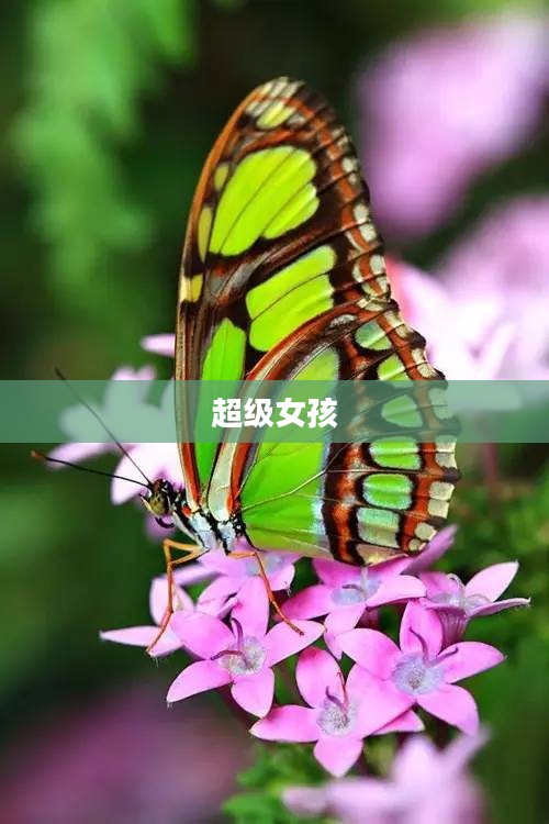 超级女孩,破茧成蝶的璀璨之旅 超级女孩,破茧成蝶的璀璨之旅