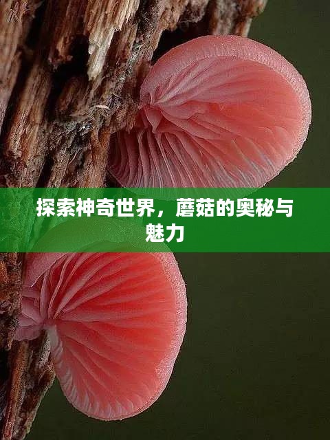探索神奇世界，蘑菇的奥秘与魅力