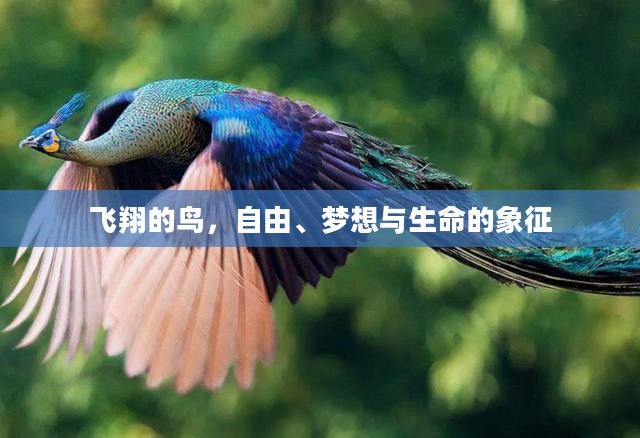 飞翔的鸟，自由、梦想与生命的象征