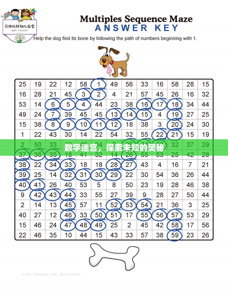 数字迷宫，探索未知的奥秘
