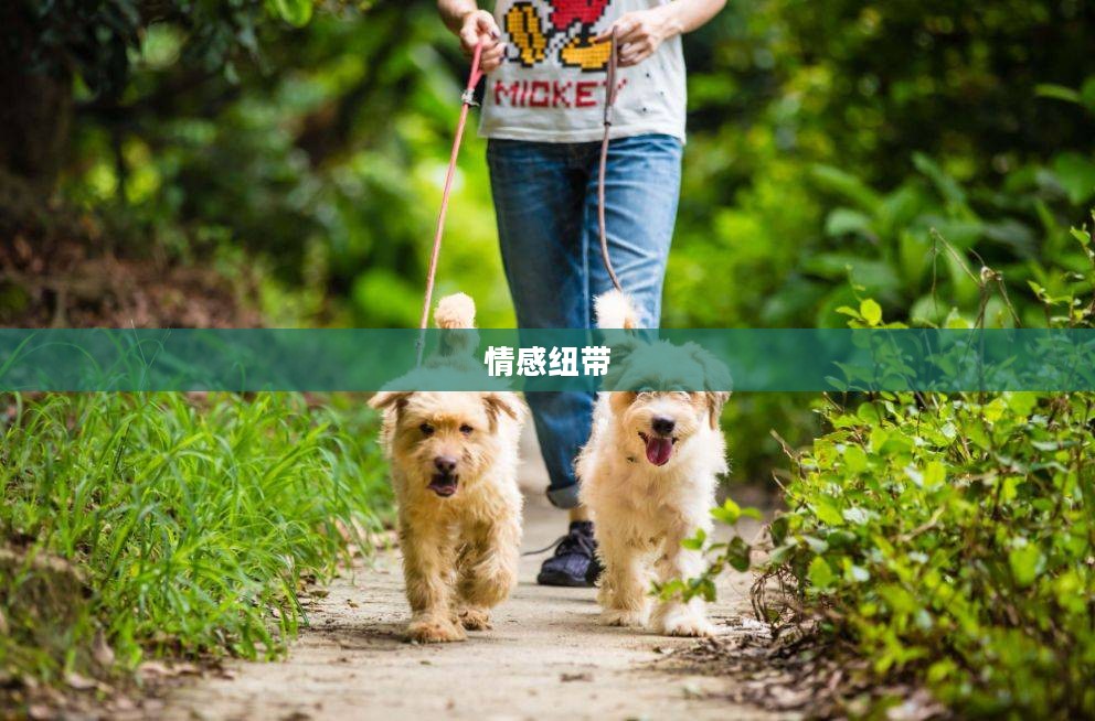 宠物消消乐，游戏中的萌宠乐趣与现实中的情感纽带