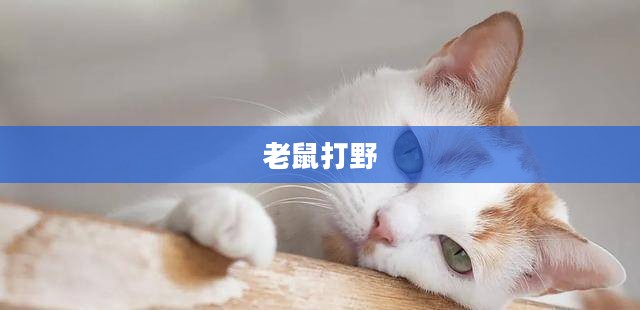 老鼠打野，城市生态中的微妙博弈