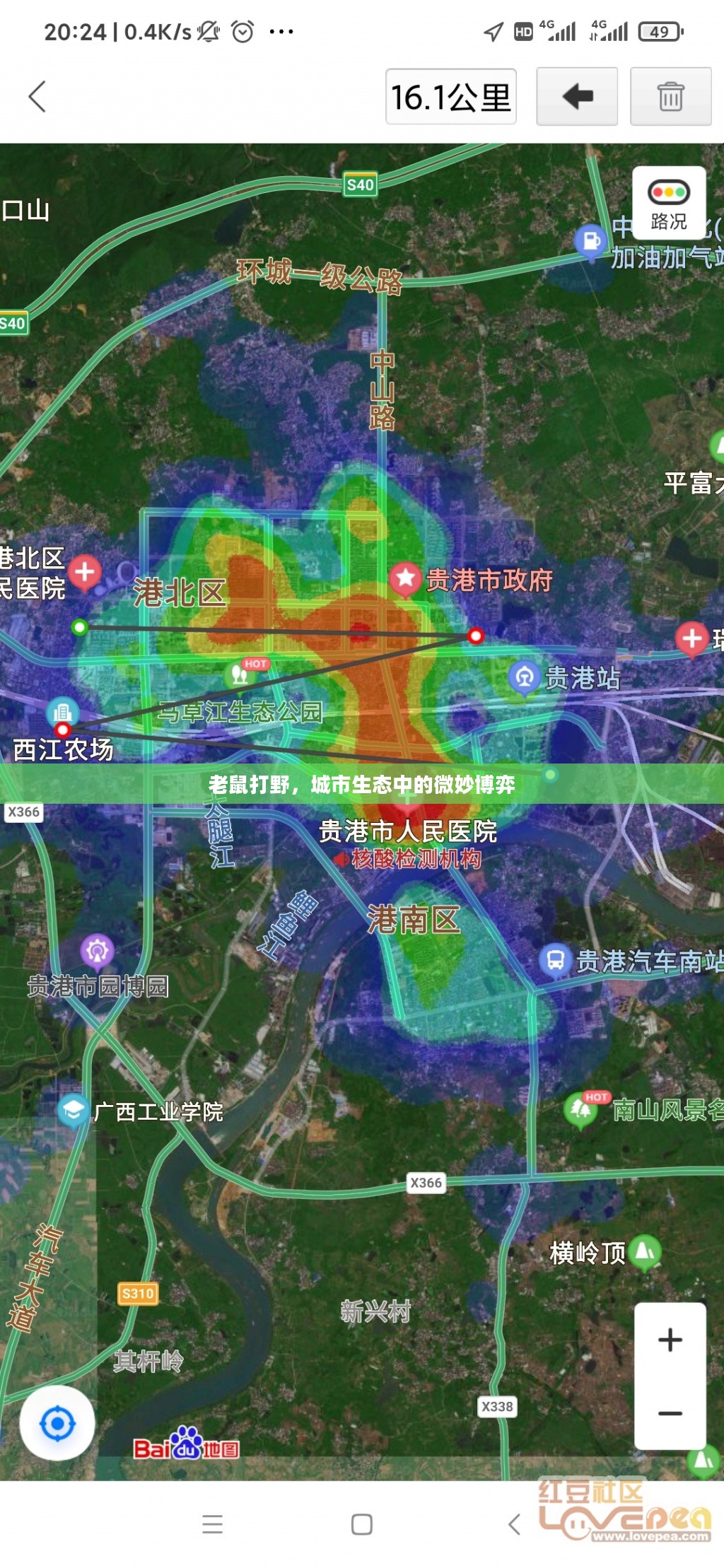 老鼠打野，城市生态中的微妙博弈