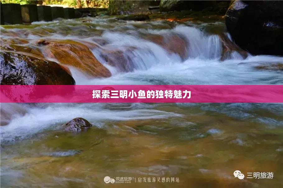 探索三明小鱼的独特魅力