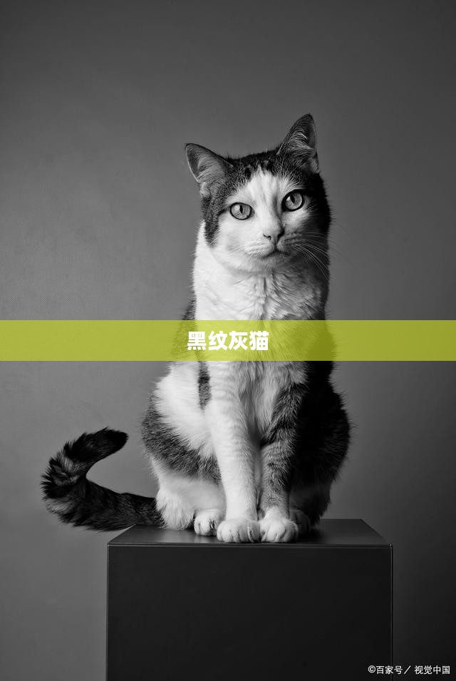 黑纹灰猫的独特魅力