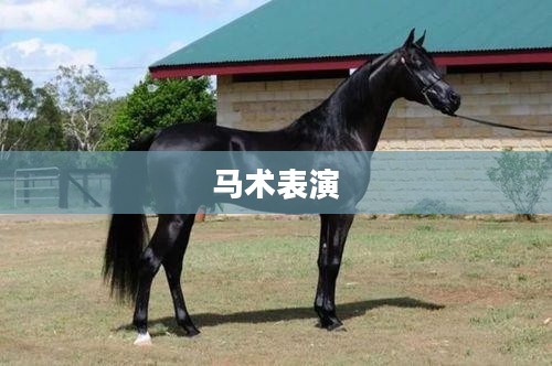 马术表演，力与美的完美结合