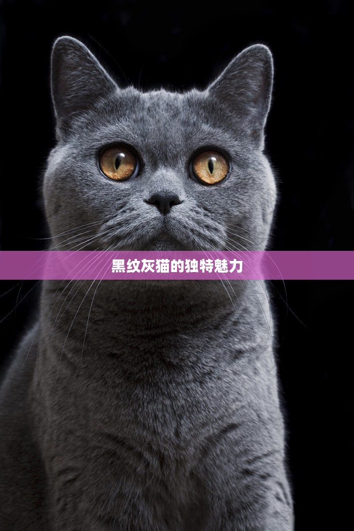 黑纹灰猫的独特魅力