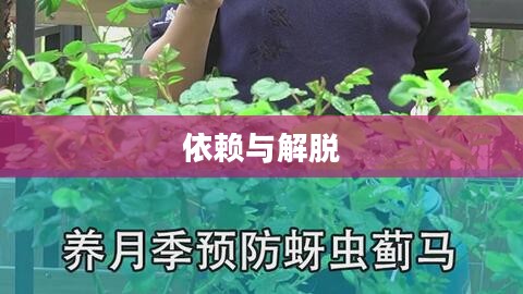 血蓟瘾君子，一个关于依赖与解脱的故事
