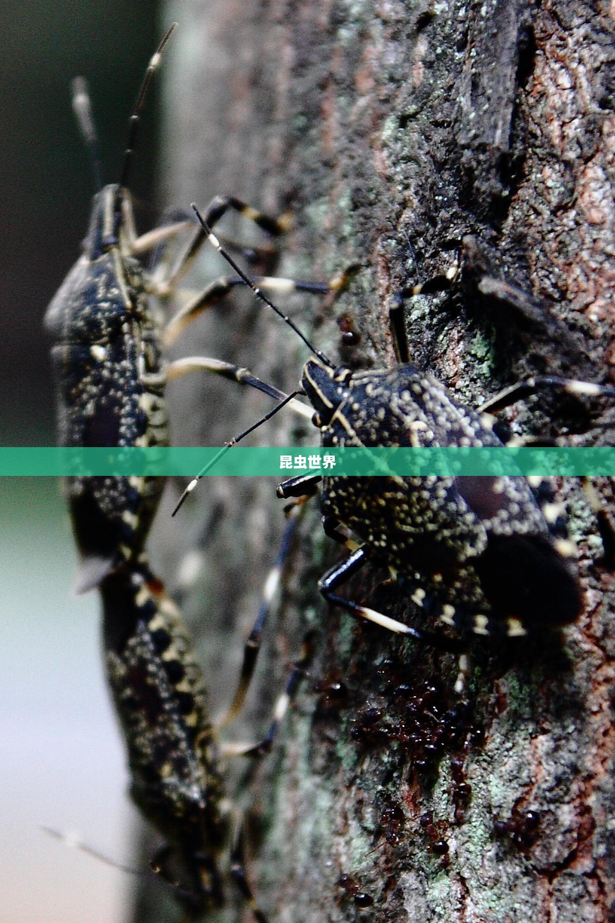 臭屁虫与Larva，一种昆虫的奇妙世界