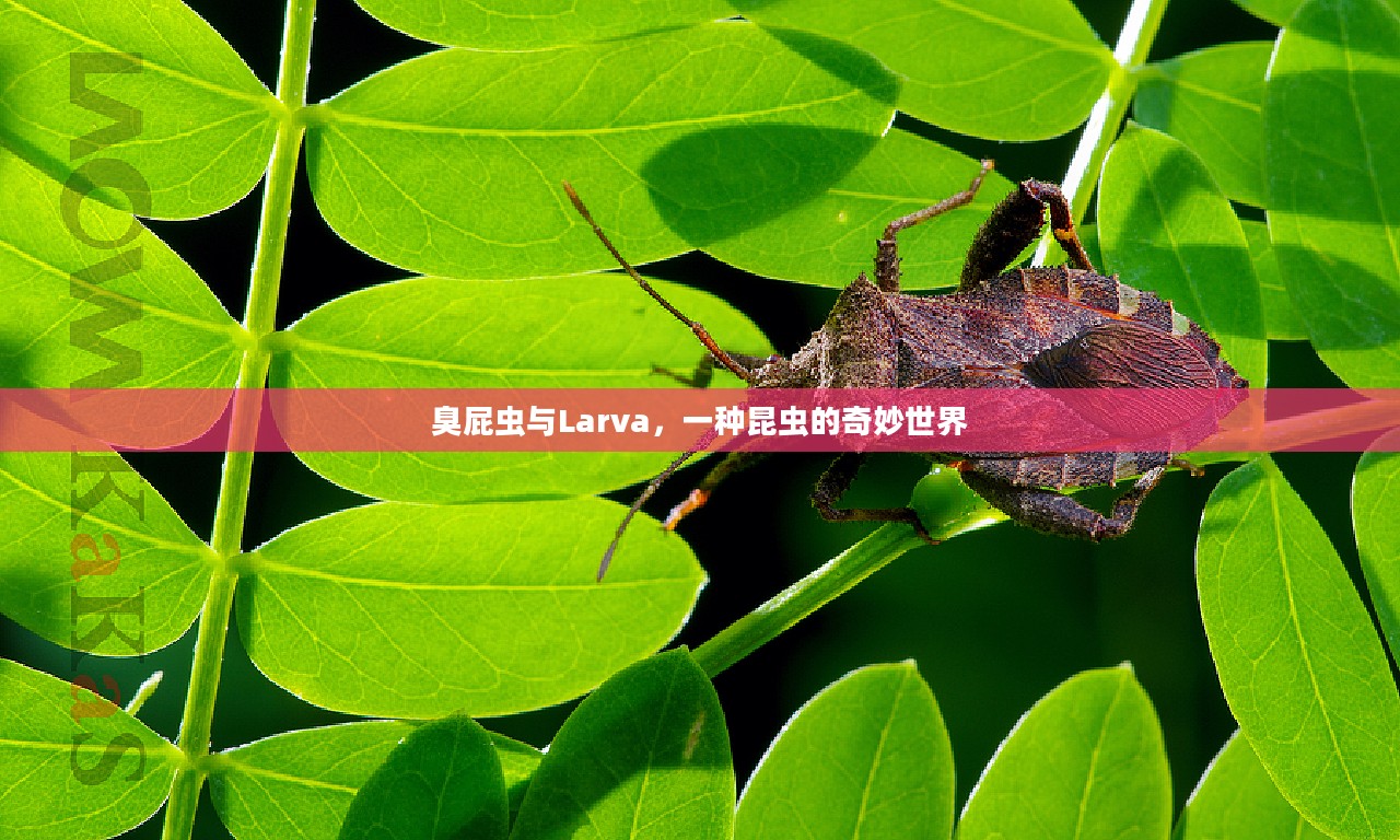 臭屁虫与Larva，一种昆虫的奇妙世界
