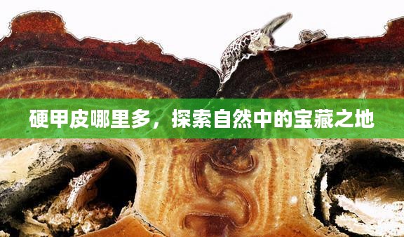 硬甲皮哪里多，探索自然中的宝藏之地