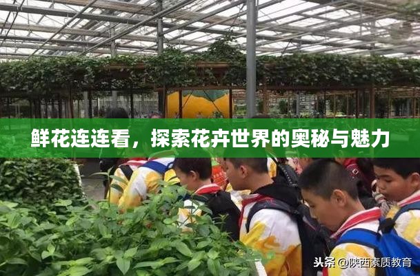 鲜花连连看，探索花卉世界的奥秘与魅力