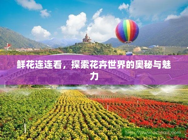 鲜花连连看，探索花卉世界的奥秘与魅力