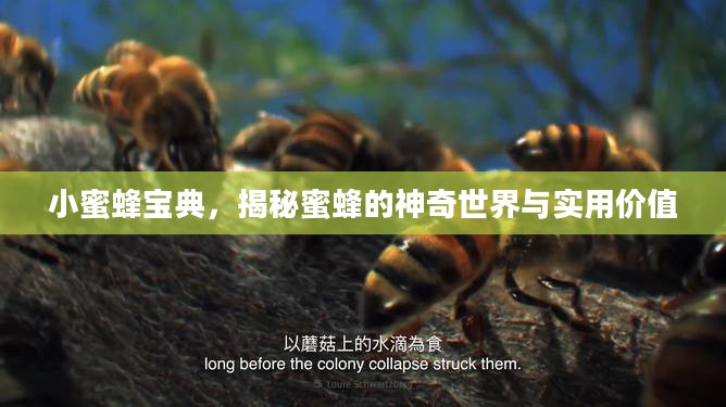 小蜜蜂宝典，揭秘蜜蜂的神奇世界与实用价值