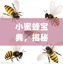 小蜜蜂宝典，揭秘蜜蜂的神奇世界与实用价值